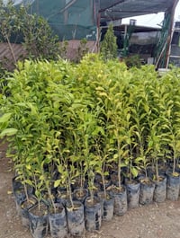 شتلات نارنج • متر واحد • بعقوبة