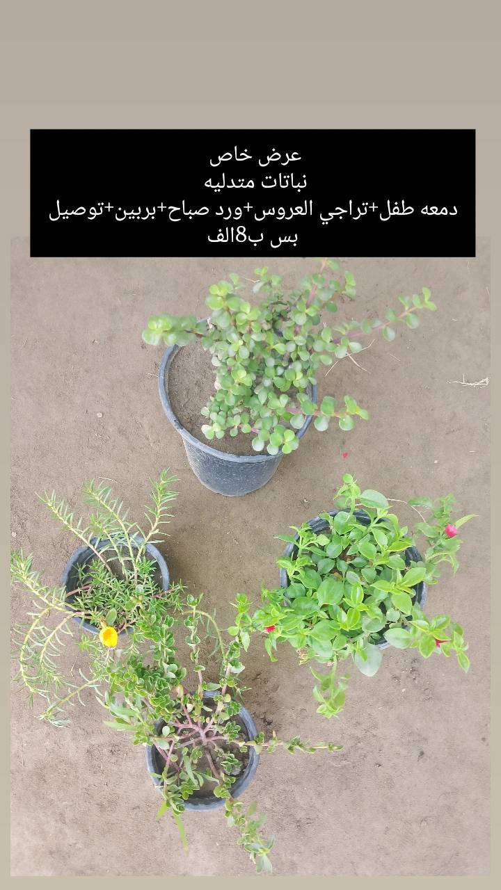 ❗❗عروض مميزه ❗❗
يقدم لكم🌹 مشتل الانوار🌹
 عن عروض خاصه 🌲
بأنواع الأشجار.🪴🌹
تفاصيل أكثر داخل المنشور!
العنوان📍 صويره شارع العام🛻🛻 مجاور مجمع أبو زهراء للسيراميك.


**إذا كنت صاحب هذا الإعلان وتريد حذفه لأي سبب، رجاءا أرسل رسالة إلى الدعم الفني**