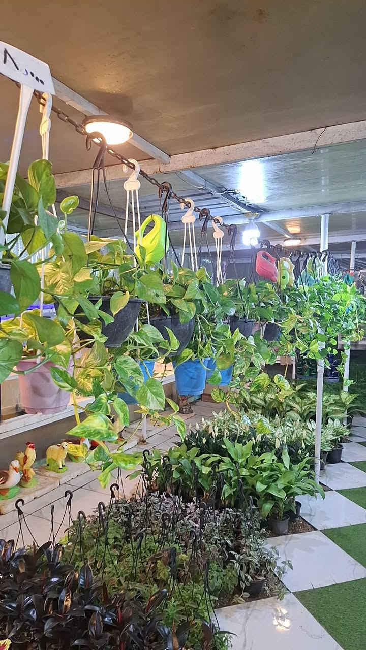 توفرت الآن مجموعة مميزة من النباتات الظلية داخل #مشتل_ملك_الزهور 
أصناف متنوعة 
وأسعار مناسبة 
ذي قار الشطرة شارع العدل قرب البوابة الرئيسية مجاور بلدية الشطرة مقابل مدرسة ذي قار 
تتوفر خدمة توصيل داخل الشطرة فقط


**إذا كنت صاحب هذا الإعلان وتريد حذفه لأي سبب، رجاءا أرسل رسالة إلى الدعم الفني**