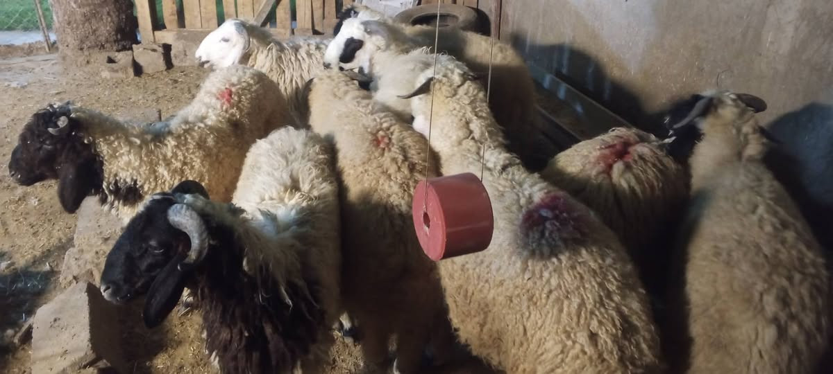 السلام عليكم 
متاح 7طليان كلهن فحلة وسمان خير من الله طليان عراقية شرط ابيع مفرد وشلع والسعر حسب الطلي من 340وفوك بيهن مجال شي بسيط والشراي بي خير ويدلل مكاني بغداد طارمية قرب جسر جديدة الشط والتواصل عالخاص او الاتصال على الرقم *********** بي واتساب @إشارة
