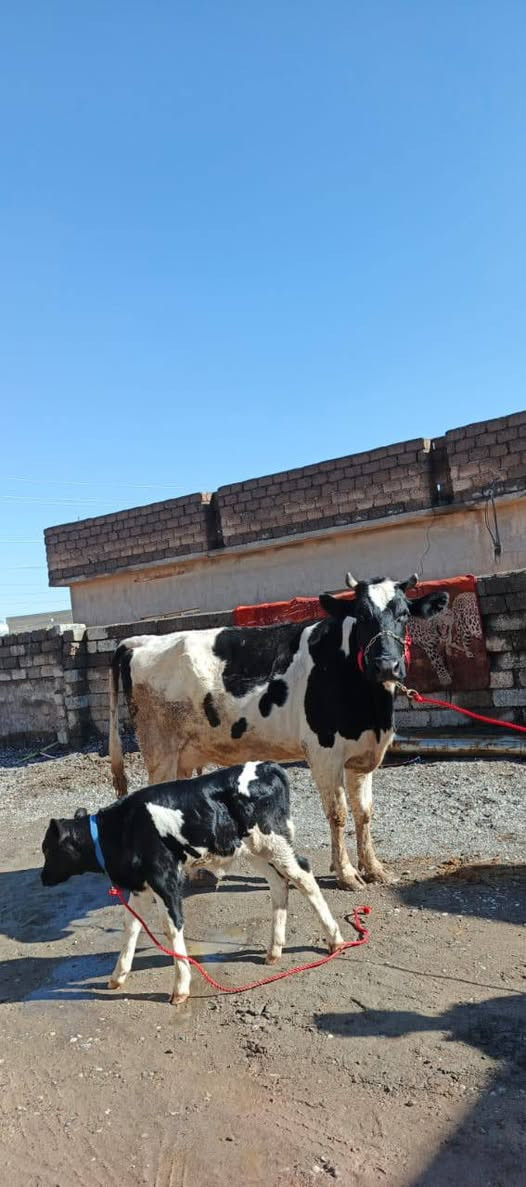 السلام عليكم
مكلف بنشر اتصل علا راعيه 
بجر هولشتاين الصلي رقم واحد 1⃣ مال بيت اهله جنايه وراها حوليه هولشتاين تلقيح جمه تحلب حليب خير من الله ودسه حيل السعر وباقي التفاصيل اتصل علا راعيه وتدلل المكان صلاح الدين قضاء الشرقاط قريت شكراً يوجد خدمت توصيل ***********‬‏
