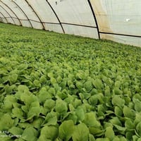 باذنجان • فلفل • المقداديه