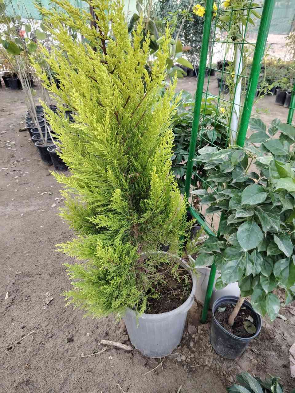 السلام عليكم
عرض اليوم
سرو ليموني  الخارجي  
 القطعه اب 25 الف
وتوفر ايضا قوس حدائق
القطعه اب 20
توصيل موجود للمناطق القريبه
الموقع /قضاء الخالص _ناحيه هبهب _عرب شوكه قرب مندي ماجد

واتس او للاتصال
***********
