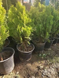 اشجار مثمرة • اشجار زينة • ثيل انكليزي