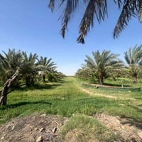 أرض زراعية للبيع طابو 25 (المساحة الكلية 10 دوانم ) توجد فيها 6 بيوت  ...