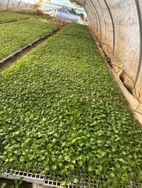 يوجد لدينا انواع الدايات سعر الفلينه ٧ الف فقط دعم للفلاح 07717725442