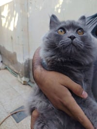 للبيع • وبيها مجال
