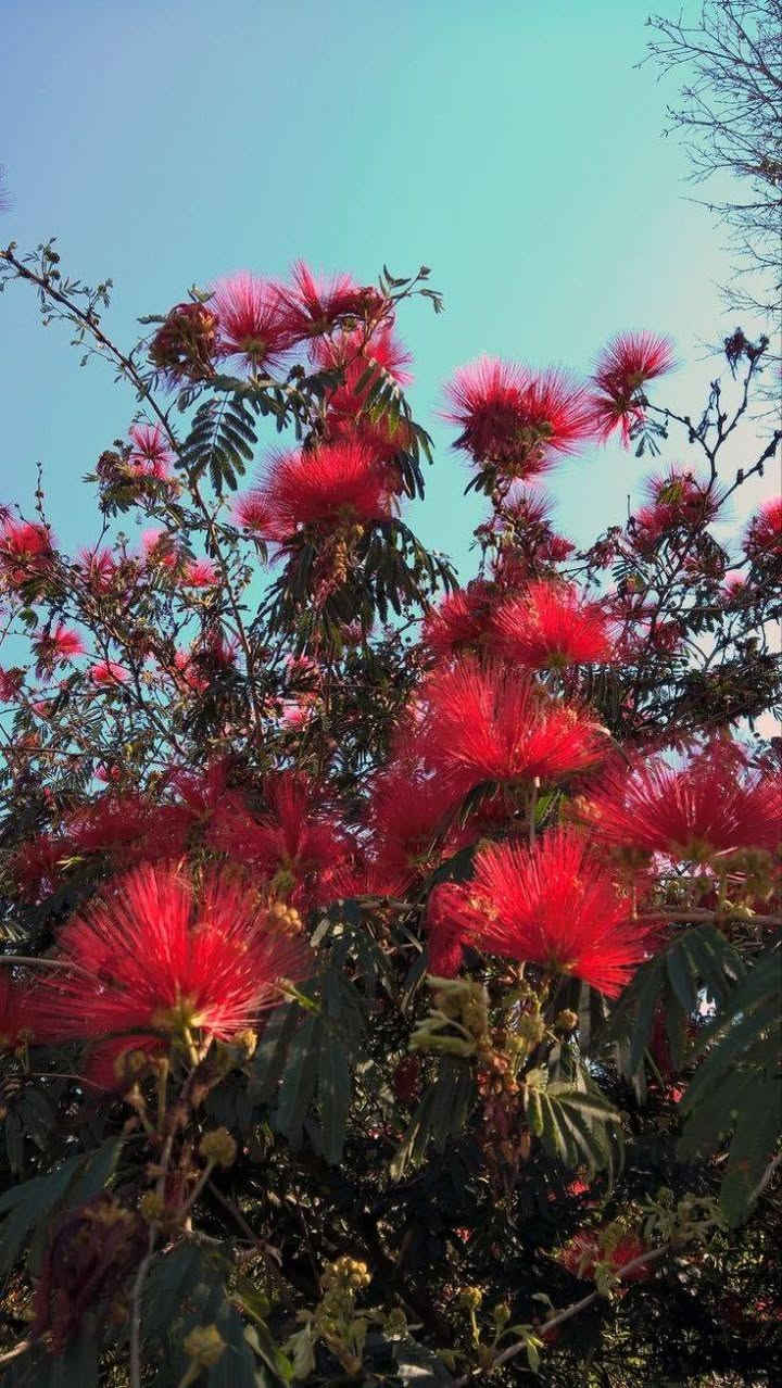 🌿 مشتل نباتات نادرة 🌿
توفرت شتلات كالندرا (Calliandra haematocephala) 🌺✨

 
📏 الارتفاع: من 70 إلى 80 سم تقريباً
💰 السعر: 10 آلاف
🚚 التوصيل: متوفر لجميع المحافظات

🌿 المواصفات:
نبات زينة جميل يتميز بأزهاره الحمراء الكروية بشكل ملفت للنظر، أوراقه
 خضراء ناعمة ويعطي منظر استوائي راقي للحديقة 🌺

🌞 التحمل:
يتحمل أجواء العراق بشكل جيد، يحب الشمس المباشرة ويعيش بنجاح مع العناية البسيطة 💪🌿

🌸 الفوائد:
يعطي شكل جمالي فخم للحدائق 🌷
سريع النمو نسبياً 🌱
مناسب للزراعة في الحدائق أو الأصص

📞 للحجز والاستفسار: ***********
🌿 سارع بالحجز الكمية محدودة 🌿
