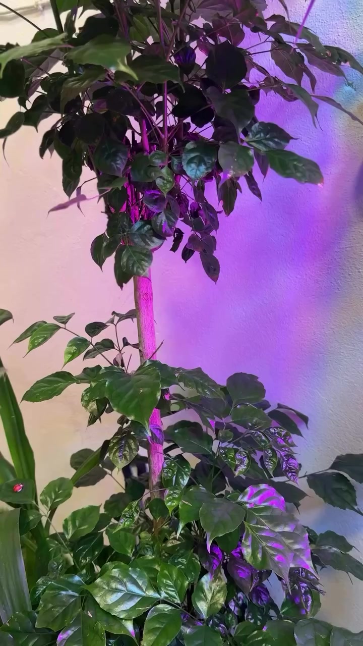 متوفر لدينا دوارق زراعة مائية (Hydroponic Pots) بتصميم عملي وأنيق، باللونين الأسود والأبيض، مناسبة لمختلف أنواع النباتات الداخلية وتلبي متطلبات الزراعة الحديثة بكفاءة عالية.

تتميز هذه الدوارق بإمكانية استخدامها لنظام الزراعة المائية بسهولة، حيث يمكن إدخال نباتات مثل البوتس (Epipremnum aureum) والأنثوريوم (Anthurium)، إضافة إلى العديد من نباتات الزينة الأخرى، مع ضمان بيئة نمو مستقرة وصحية للجذور.

يمكن تثبيت النبات داخل الدوارق باستخدام أوساط داعمة مثل:
 • الكرات الطينية الموسعة (LECA)
 • الطحالب (Sphagnum moss)

هذه المواد تساعد على تحسين التهوية حول الجذور، وتنظيم الرطوبة، مما يساهم في تقليل مشاكل التعفن وزيادة كفاءة امتصاص العناصر الغذائية#نباتات #اكسبلور_فولو #اكسبلورر #موصل_بغداد_اربيل_بصره_سليمانيه_كركروك_العراق_عراق


**إذا كنت صاحب هذا الإعلان وتريد حذفه لأي سبب، رجاءا أرسل رسالة إلى الدعم الفني**