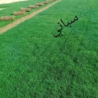 ثيل هندي • ثيل فرنسي • ثيل اسباني