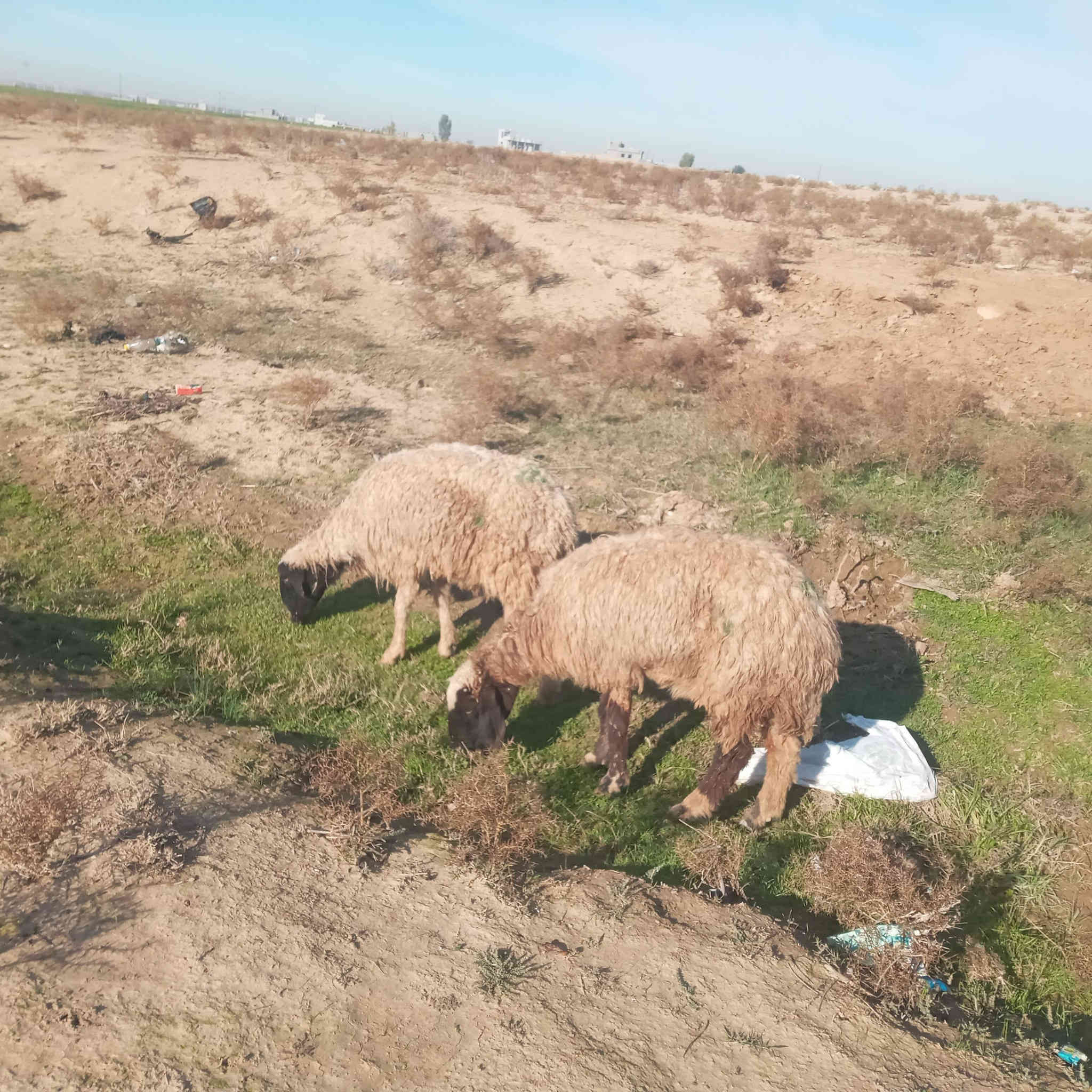 جوز انعاج لبيع مالات جنيه وربط عشر سعر الجوزب  ٢٥٠ قفل
***********
