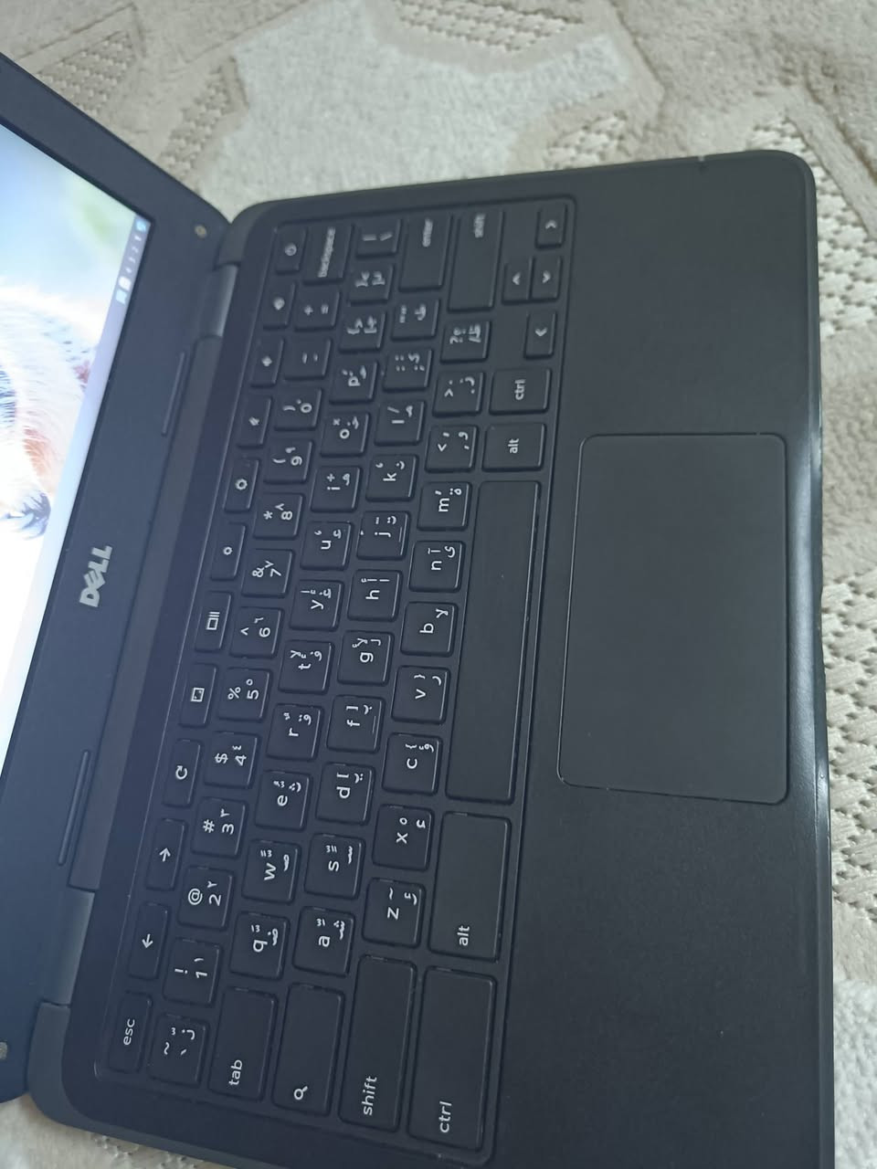 السلام عليكم ورحمة الله وبركاته جهاز كروم من شركة ديل المعروفة جهاز يشغل يوتيوب لجماعة الدراسة على اليوتيوب ذاكرة 14 حجمة اكبر من ايباد 9 ب 3 اصابع من فوك 😂 سعرة وية الشاحنة قفل 25 ملاحضة حرف R بي شوية قوة عند الضغط وتحياتي داخل كركوك فقط 🌹🌹


**إذا كنت صاحب هذا الإعلان وتريد حذفه لأي سبب، رجاءا أرسل رسالة إلى الدعم الفني**