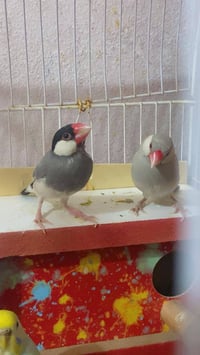 طيور حب وطيور جاوا السعر 30مع القفص‏ للاتصال‪07700198474‬‏