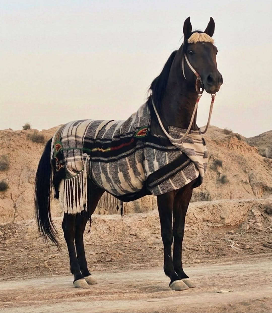 يالله الهم صلي على محمد وال محمد وين عشاكت زين فرس كامله المواصفات فرس معروفه عله مستوه رسن وذنه حض وبخت فرس راس وشليل فرس مال كشخه مال تشابيه وين اليدور خياله واحد عله واحد رتفاع ١٥٤ عمره ٤ سنوات عليه عشار ٧تشر اسم الفرس الشيخه مايتعنه زين اله زين الاستفسار *********** الأثير بي واتساب *********** المكان الحمزه الغربي اكو توصيل للجميع المحافضات حسب التفاق
