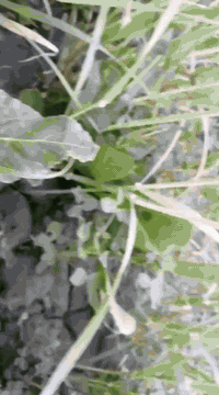 دونمين زراعي البيع سند  25 طريق مرمض بضهر الملعب ***********
