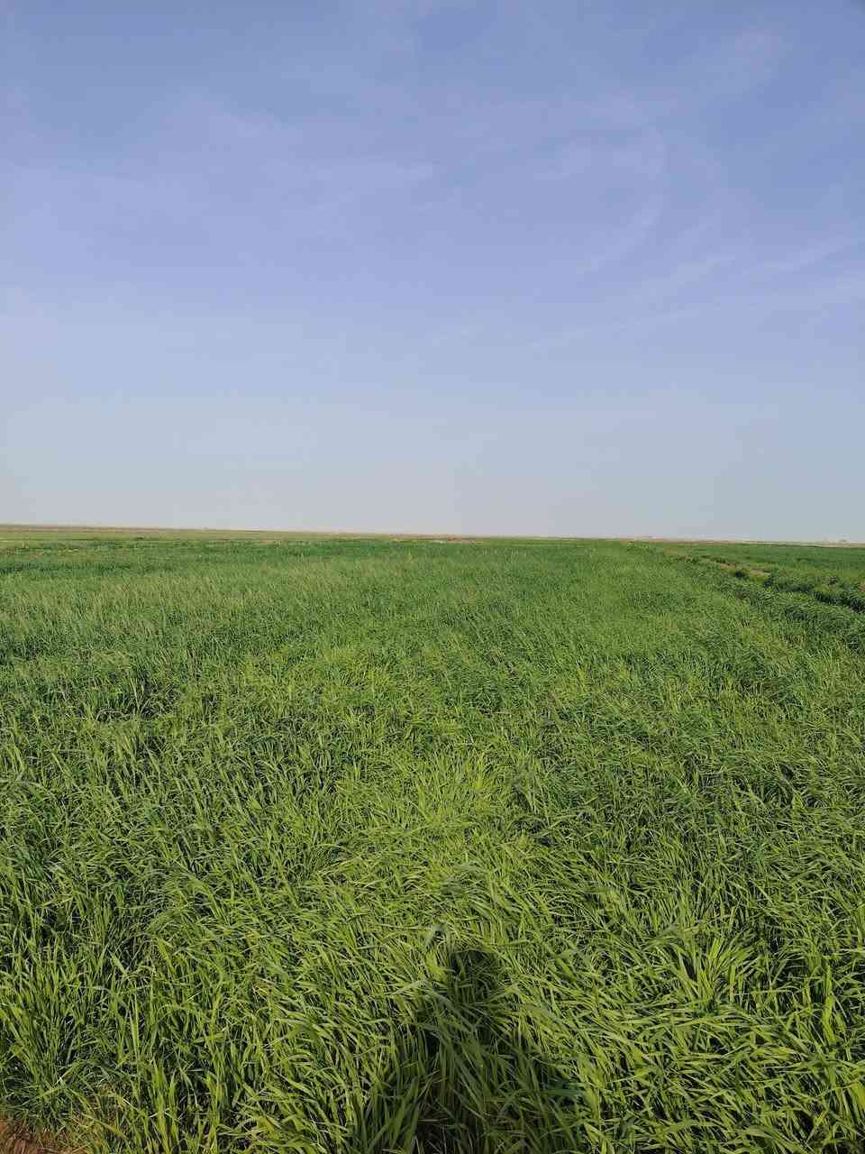 االسلام عليكم  كصيل البيع  مساحه 33دونم خير من الله السعر ع سره الماشي  مكان رحاب قرب ال  مدرسهه
تواصل عبره رقم الهاتف  ***********
