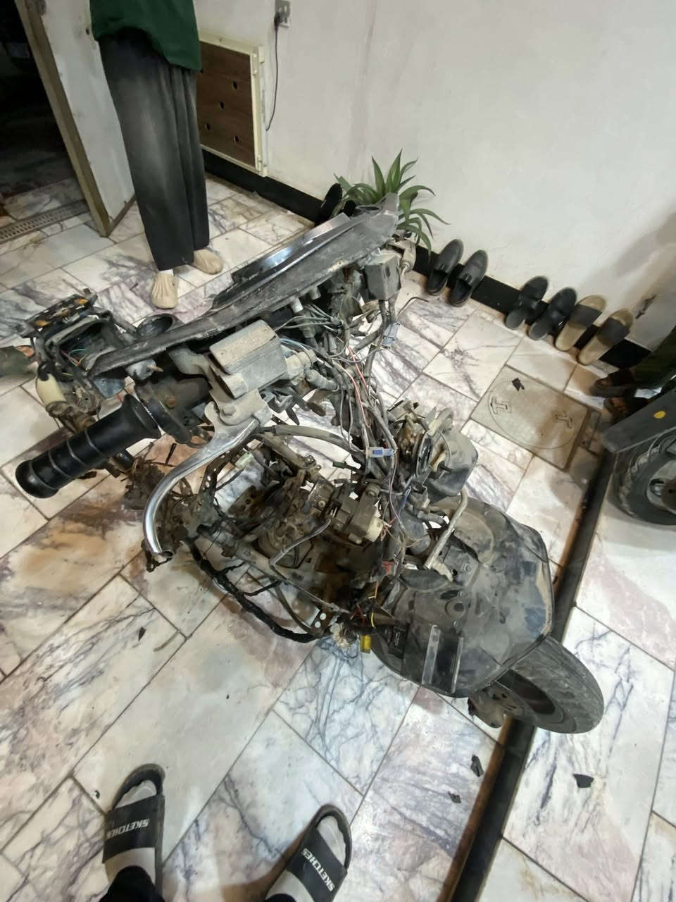 شاصي سكنس فحل ياباني كامل من جميع النواحي هوه ولضفيره ولعقل ولتانكي ولجويتر كلشي كامل ١٢٥ وبي مجال  العنوان جميله العقيله زينب***********
