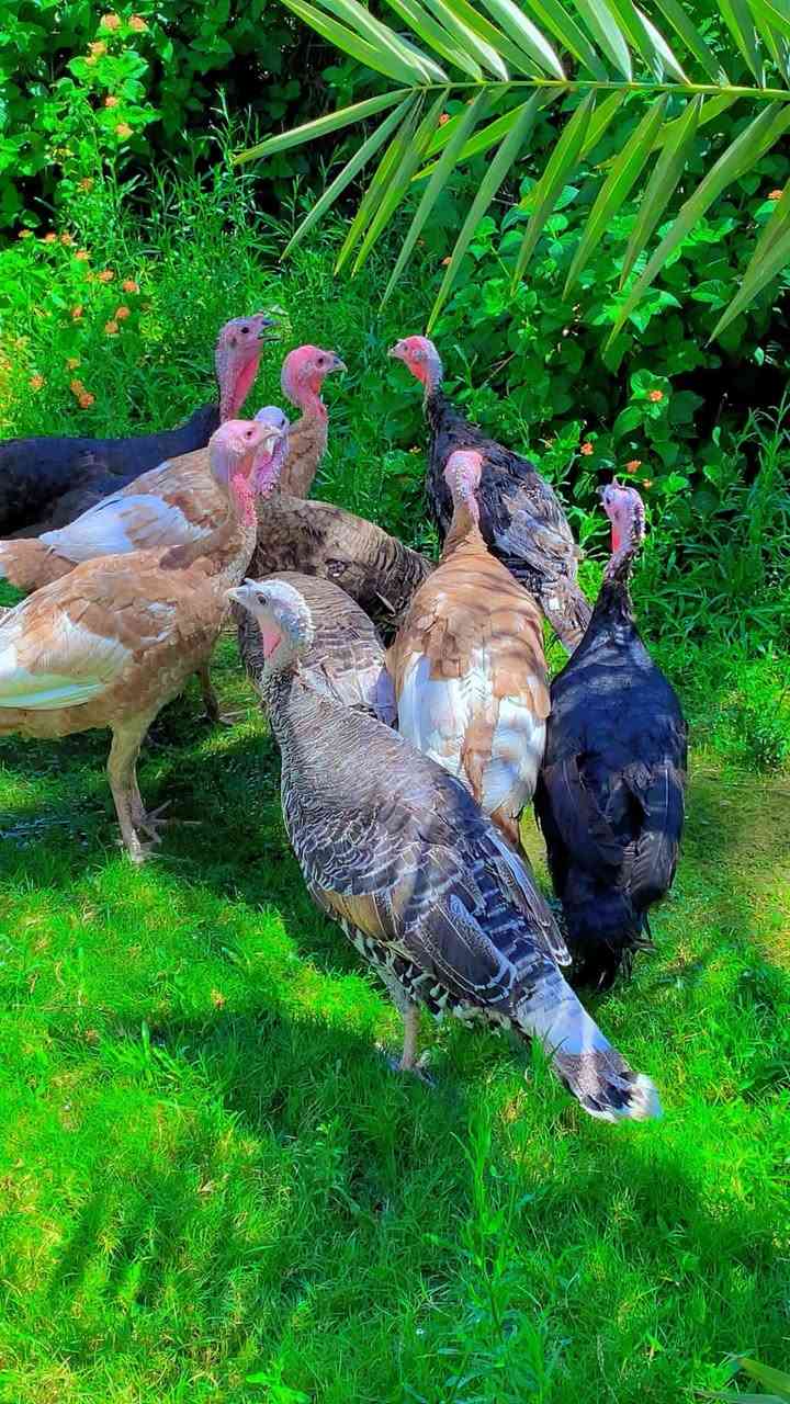 فسيفسات عرب اصليات العدد ١٢ كلهن نثايه بياضات كبار عمرهن سنه ، حلال مال مزرعه شرط الصحة والنظافه ، سرحيات ياكلن من الكاع يفيد الجنايه واهل المحميات الوانهن اصفر واسود و مركشات ، كلش حلوات وبلعافيه علياخذهن ، ابيعهن كلهن شلع الشراي اليريدهن يراسلني على الماسنجر وبيه خير ويدلل ، مكاني بغداد التاجي … الفيدو مالتهن موجود راسلني وادزه الك الشراي يراسلنا ويدلل واذا مو شراي لا تعبني فدوه اروحلك …


**إذا كنت صاحب هذا الإعلان وتريد حذفه لأي سبب، رجاءا أرسل رسالة إلى الدعم الفني**