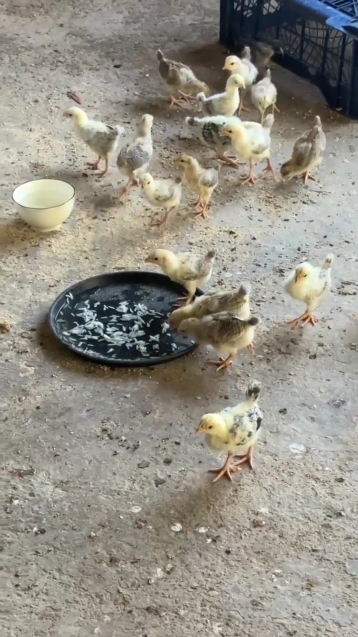 للبيع افراخ دندراوي من حلالي. الخاص صحه ونشاط خير من الله سعر الزوج 20 مكان ديالى يوجد توصيل عله حساب المشتري رقم ***********
