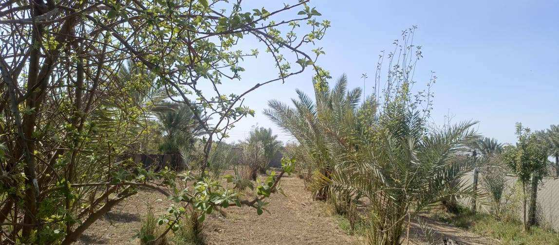 بستان صغيرة 500 متر للبيع طابو زراعي سند 25 تتوفر فيها جميع الخدمات ماء اساله وماء سقي وكهرباء ومسيج بالكامل الواجهه 25 متر والنزال 20 متر العنوان بغداد ناحيه الراشديه السعر 35 مليون وقابله للتفاوض للاستفسار الاتصال على الرقم *********** مكتب العبيدي للعقار
