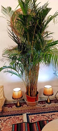 نخل زينة • طبيعي • حي الصحة