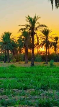 بغداد اليوسفيه • خمس دوانم • طابو زراعي