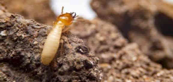 سلام عليكم ورحمةً الله وبركاته
مكتب بركات الزهراء (ع) 
لمكافحة حشره الارضه  بمبيدات اوربيه مع ضمان مدى الحياة
مع كادر متمرس وأفضل أنواع مبيدات الاوربيه 
امن بيتك الآن ومستقبلآ مع مكتب بركات الزهراء عليه السلام
عنوان -كربلاء 
تواصل *********** متوفر وتساب
