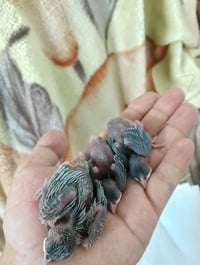 بلابل • عراقيات • خوات عش