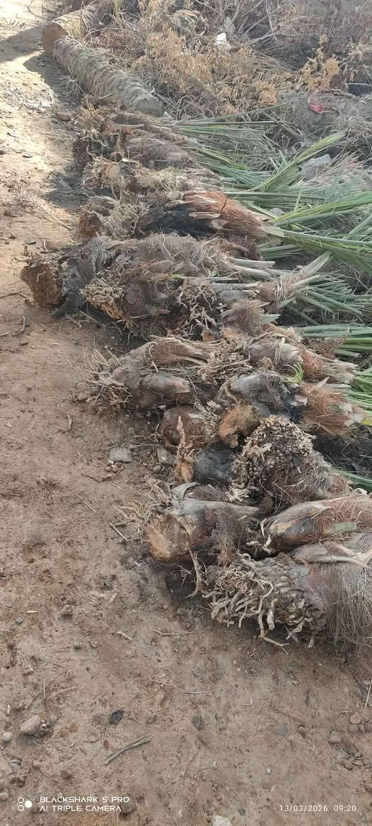 سلام عليكم  عندي تالت زاهدي لبيع العد 50 المكان كربلاء وهاذه رقمي ***********
