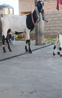افغانيه • جدي شهرين