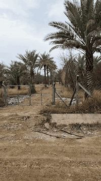 الراشدية بغداد • ٣ دوانم • سند ٢٥