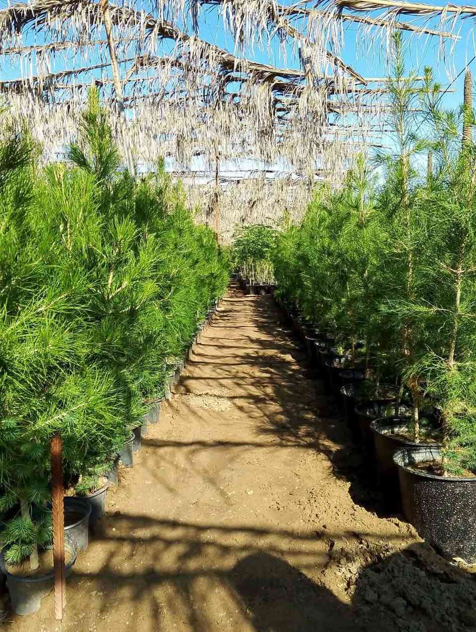 مرسل من صاحب مشتل ويكول اني من بغداد ، صاحب مشتل زراعي بمنطقة الصليخ ، زرعت أشجار الصنوبر بكمية كبيرة جداً نظرا لندرتها في العراق ولجمالها الرائع ، عندي كافة الأحجام زراعتي لهذا النوع من الأشجار كان يعتمد على الدعم الحكومي ، لأن مثل شجرة الصنوبر تصلح أن تزرع في الحدائق العامة والمنتزهات وفي مشاريع التشجير ، لكن للأسف ماكو أي دعم للعلم الشجرة تقاوم مناخ العراق صيفا وشتاءًا ، عندي أشجار  زرعتها في بغداد قبل كم سنة وحاليا ما شاء الله أشجار كبيرة  الموقع ببغداد منطقة الصليخ شارع الأخطل مقابيل مقهى هوى بغداد
النص متر ب10
ال1 متر عدنا ب15 وب12
ال1متر ونص ب20
ال2 متر ب25


**إذا كنت صاحب هذا الإعلان وتريد حذفه لأي سبب، رجاءا أرسل رسالة إلى الدعم الفني**