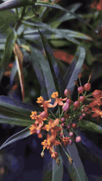 بسم الله الرحمن الرحيم 
من الأشجار النادرة الدفلة الكويتية ذات الازهار البرتقالية الجميلة 
تتوفر أشجار منها
سعر المفرد 6 الاف 
للطلب *********** واتساب ماسنجر 
يوجد توصيل لجميع المحافظات
