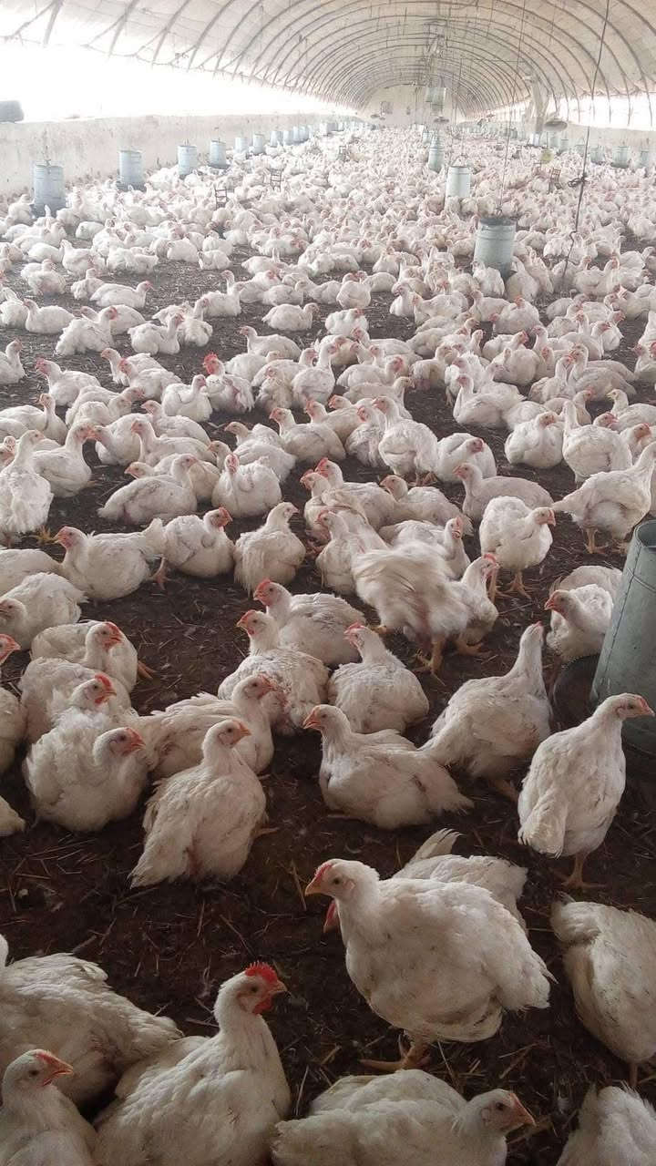 📌3250📌
السلام عليكم تعلن "ادارة مجزرة سعد العفري "

عن وصول وجبة دجاج حي 🐓🐓🐓جديده  

علماً الكميه محدوده 

 الاوزان من2  كيلو إلى 3 كيلو 🐓  شرط ديچ🐓

سعر الكيلو. 3250 . 🐓🐓🐓🐓🐓🐓

📍العنوان العلم📍 
قرب ساحة الشهيد عبدالله الجباره 
بصف براد الخيرات

هيثم العفري 
 
  ***********
