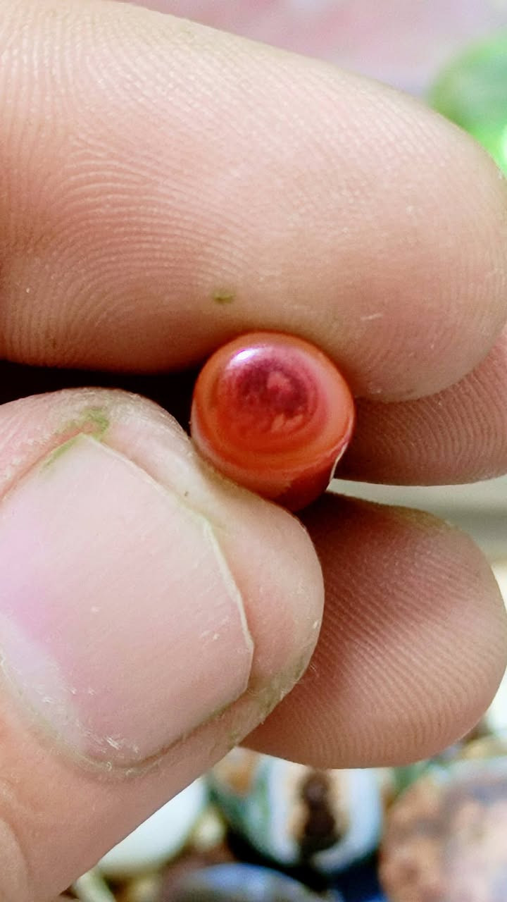 قطعه من جمال البحار التونسيه 
مرجان تونسي طبيعي قطعه نادره معرقه من الداخل


**إذا كنت صاحب هذا الإعلان وتريد حذفه لأي سبب، رجاءا أرسل رسالة إلى الدعم الفني**