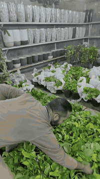 اقوى عرض لبلاب في بابل 🔥🔥🔥 العنوان: حلة حي الصحة شارع كورنيش قرب مطعم ...