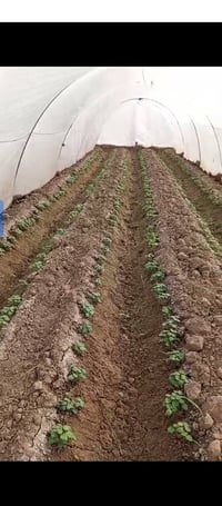 بذور بانيه متعهد بيه درجه اولى نوعيه البذور العبير 07830388621