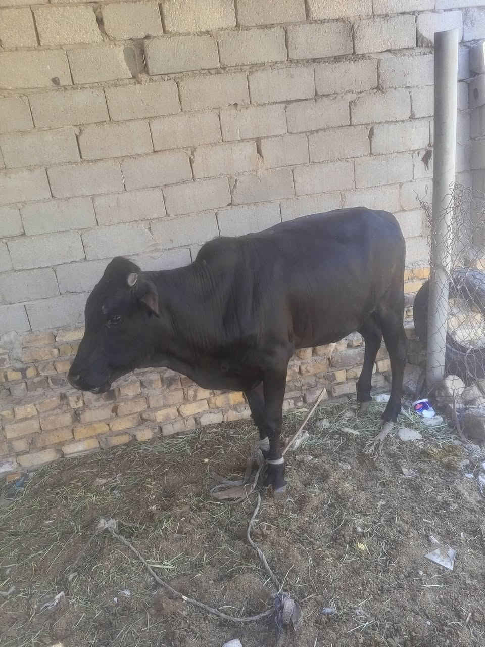 عچل فريزي
 شرط الصحاه سمين يرهم كصابه وجني خير من الله سمنه 
مكاني حي العامل 
السعر مليون وسبع ميه 
***********
