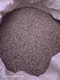 يوجد لدينه بذور بانيه درجه اولى نوع البذور الهلوب الشراي يتصل على الرق...