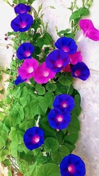 ورد متسلق مجد الصباح • بذور استوائية نادرة • توصيل المحافظات