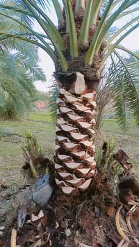 كادر تكريب • ١٠-١٢ نفر • ٩٠-١٠٠ نخلة