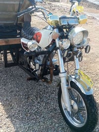 ستوته شاخوان • ١٩ فحل • لحيم وصبغ