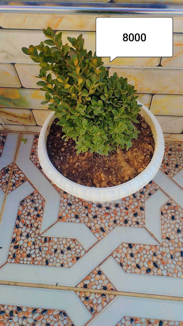 للبیع


**إذا كنت صاحب هذا الإعلان وتريد حذفه لأي سبب، رجاءا أرسل رسالة إلى الدعم الفني**