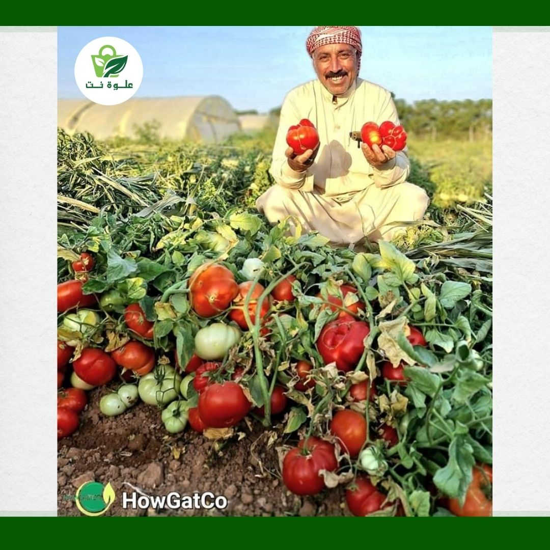 🍅 طماطة نوف ( حوران ) هجين Hybrid F1 🍅
🍅 مغلف 1000 بذرة
🍅 مقاومة للفايروسات
🍅يزرع في جميع مناطق العراق   
🍅يصلح للحقل المكشوف والزراعة تحت الانفاق البلاستيكية
🍅متحمل لكافة الظروف الجوية 
🍅ثمار كبيرة بمعدل ٢٠٠ غم 
🍅ثمار صلبة مضلعة تتحمل الشحن
🍅غزارة في الانتاج
🍅موسم انتاج طويل
🍅ثمار  متماثلة بلون متميز
🍅تم تجربته  منذ 2018 في مزارع الزبير والنجف ، الحويجة وديالى ،اربيل ، بنجوين 
🔴 السعر : 40 الف دينار 🔴
اشتري 10 مغلفات واحصل على مغلف آخر مجانًا! 🔥
 لا تفوت هذا العرض المحدود، ولفترة محدودة جداً! 🌟
📞 للحجز اتصل بنا  0782 391 3939  📞
 
https://alwaa.net/product/03ca49aa-a358-4eac-a914-f879b6344f84
