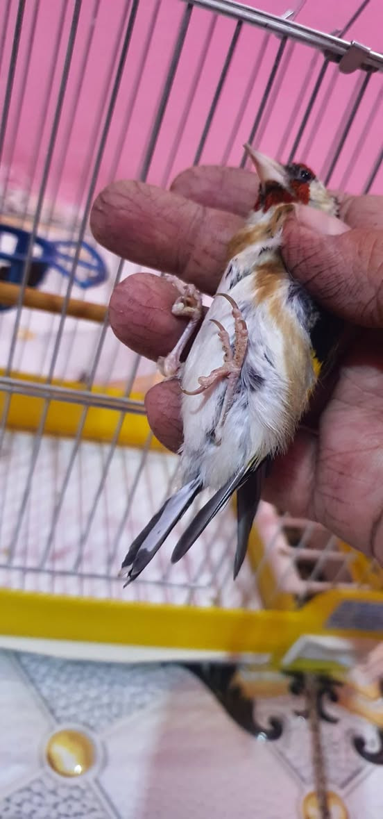 السلام عليكم طير أليف رجلي بيض ومنكاره ابيض مال العام فحل متلك بداية تغريد ابيع الطير ساكت مكاني بزين القوس شارع ابو الفضل هوه والقفص مالته طير مناسب هذا رقمي ***********
