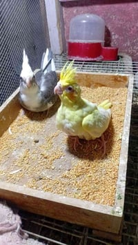 ببغاء كوكتيل • شكري • انكليزي