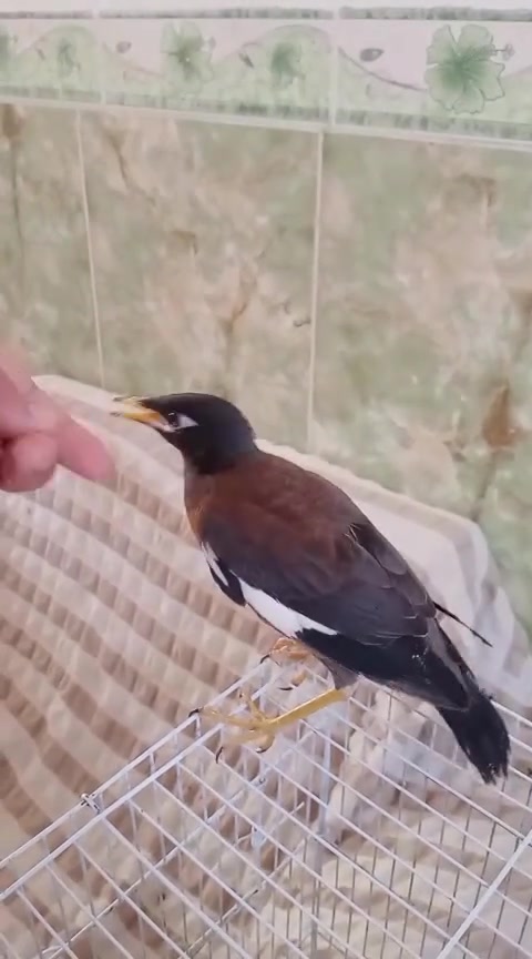 مينات البيع وحده صغير 15الف واحده كبيره 30الف


**إذا كنت صاحب هذا الإعلان وتريد حذفه لأي سبب، رجاءا أرسل رسالة إلى الدعم الفني**