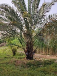نخلتين • برحي • كربلاء قرب الامام عون