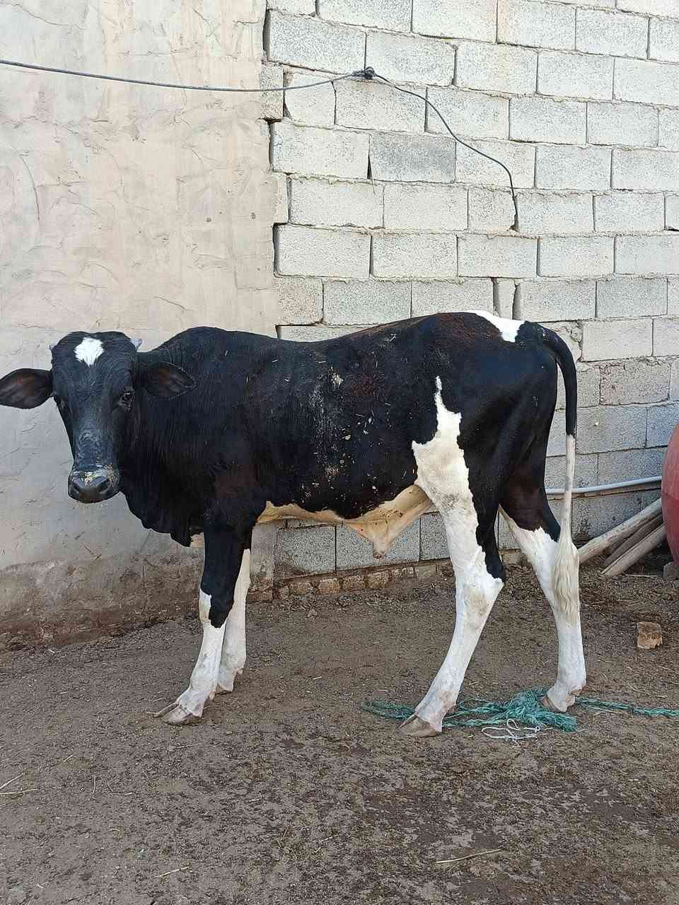 ثور يرهم جني .ويرهم كصابه السعر مليون و900 وبي مجال العنوان ميسان المدثره ***********
