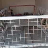 غراض محل دجاج • كامله • باب مطار الخروج